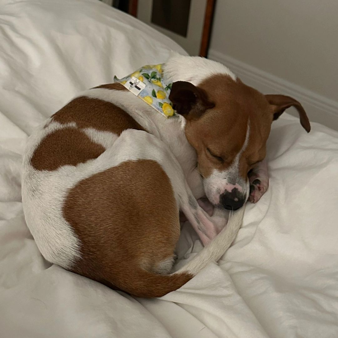 Luke, an adoptable Jack Russell Terrier in Miami, FL, 33155 | Photo Image 4
