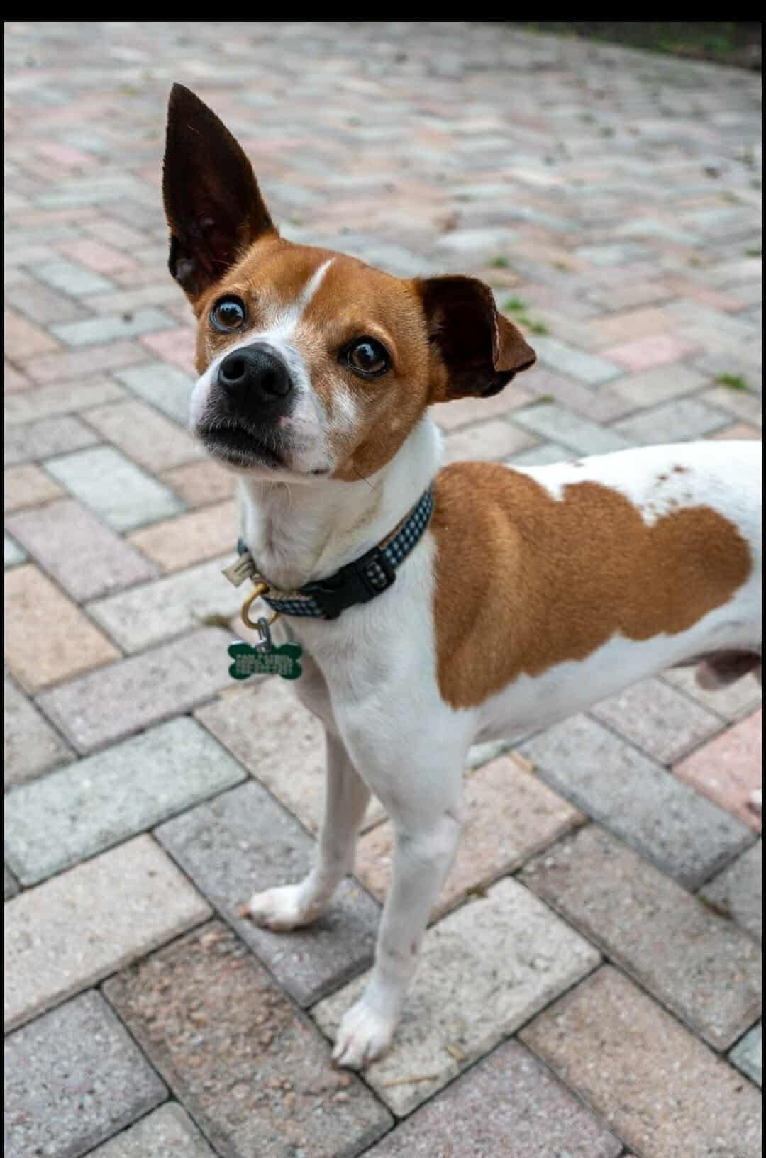 Luke, Adoptable, Young Male Jack Russell Terrier.