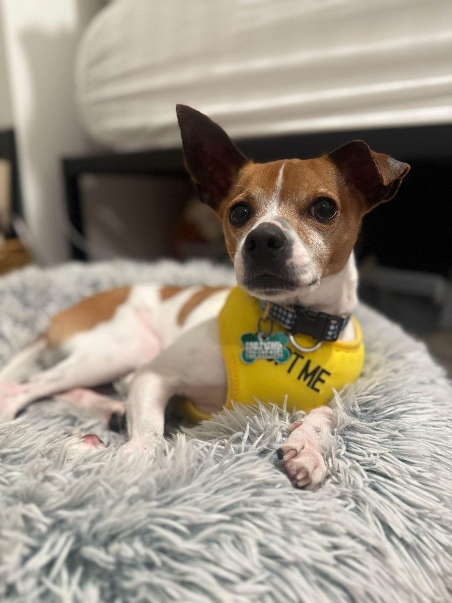 Enlarge Luke, a Adoptable Jack Russell Terrier in Miami, FL image 2/6