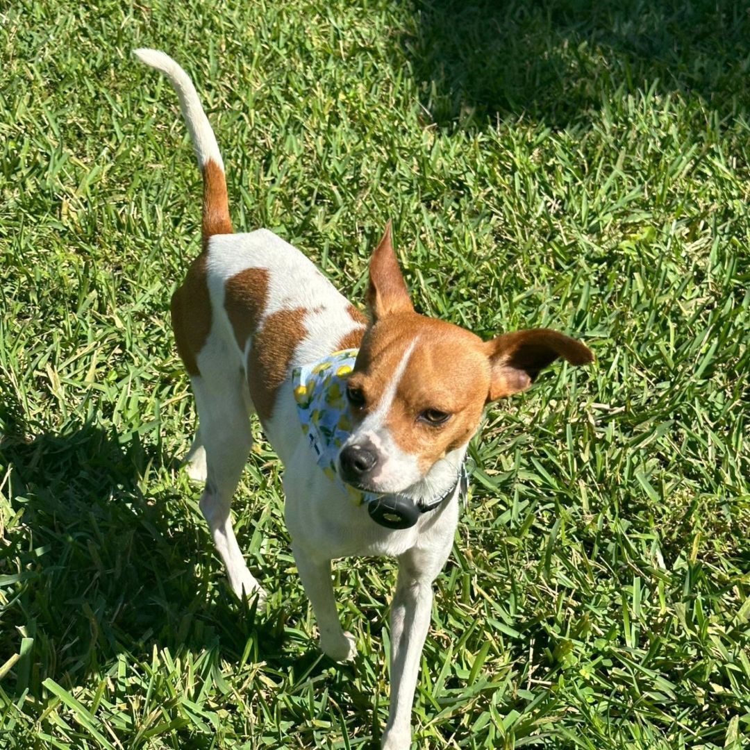 Luke, an adoptable Jack Russell Terrier in Miami, FL, 33155 | Photo Image 6