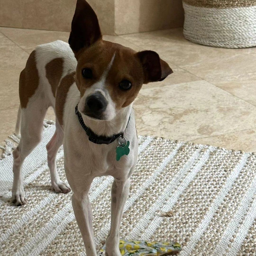 Luke, an adoptable Jack Russell Terrier in Miami, FL, 33155 | Photo Image 8