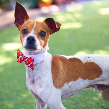 Luke, an adoptable Jack Russell Terrier in Miami, FL, 33155 | Photo Image 3