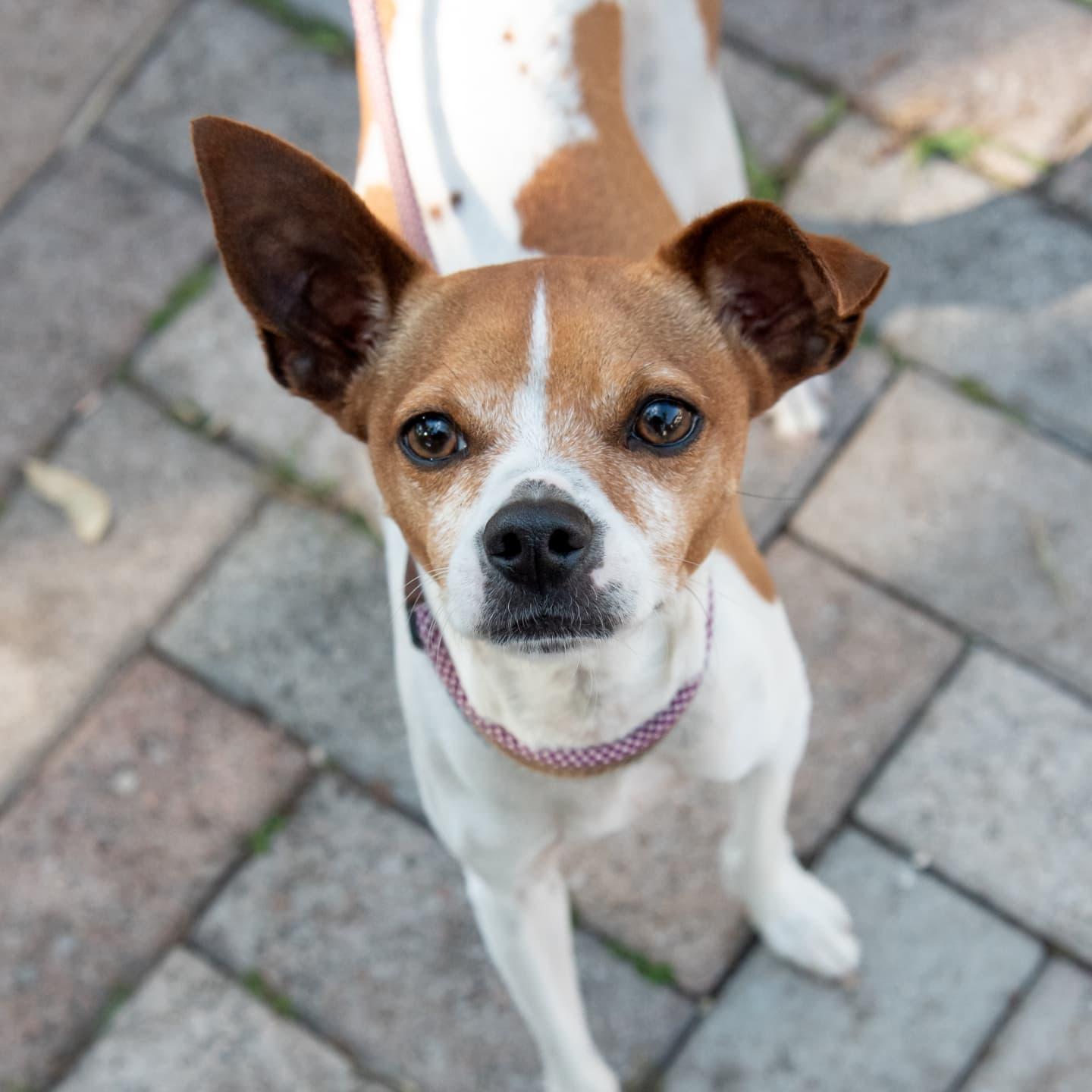 Enlarge Luke, a Adoptable Jack Russell Terrier in Miami, FL image 3/6
