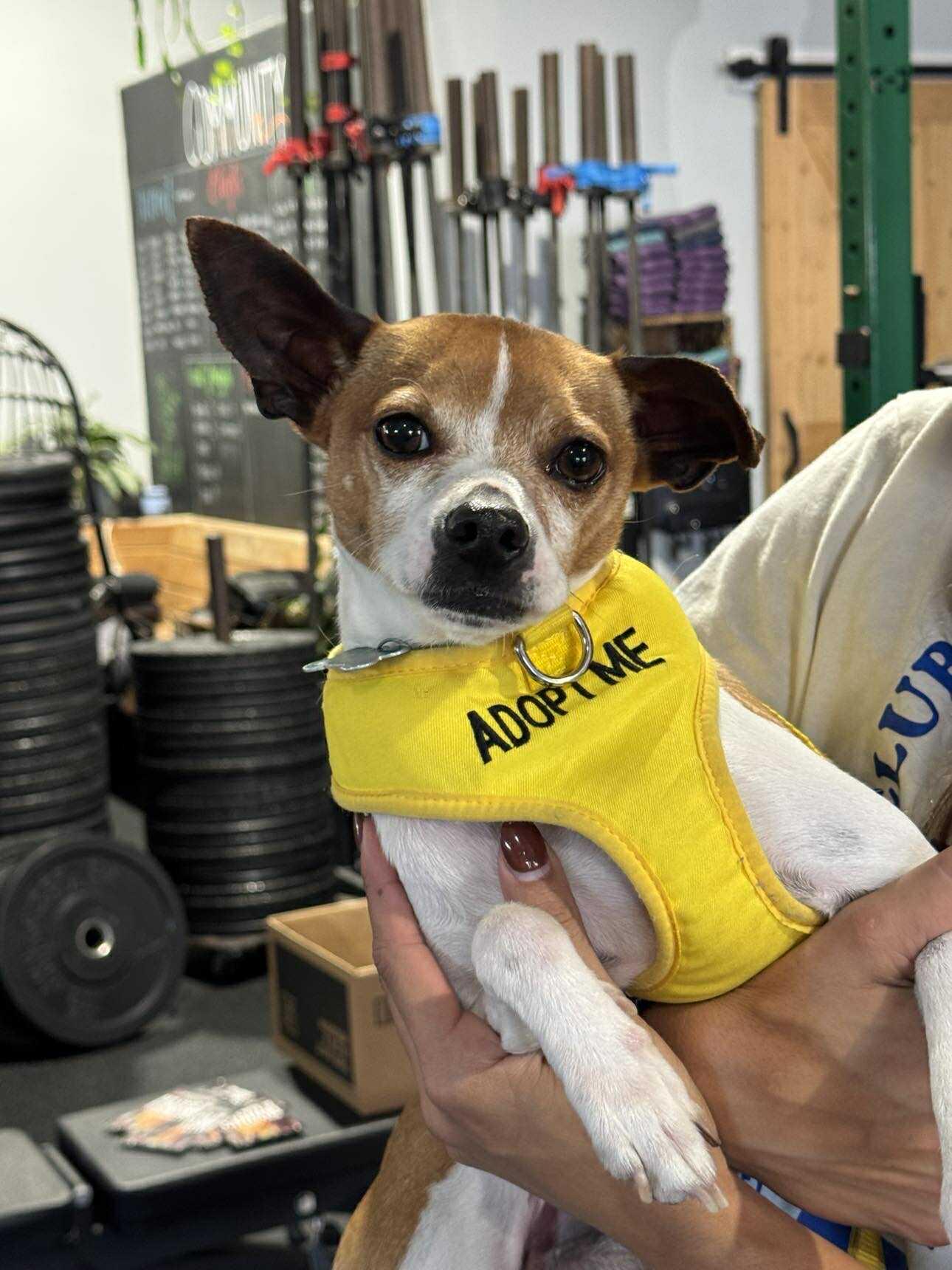 Enlarge Luke, a Adoptable Jack Russell Terrier in Miami, FL image 4/6