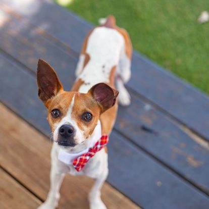 Luke, an adoptable Jack Russell Terrier in Miami, FL, 33155 | Photo Image 7
