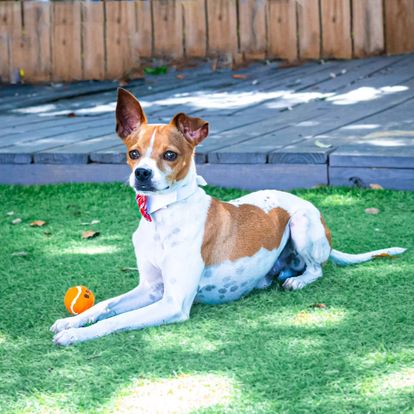 Luke, an adoptable Jack Russell Terrier in Miami, FL, 33155 | Photo Image 9
