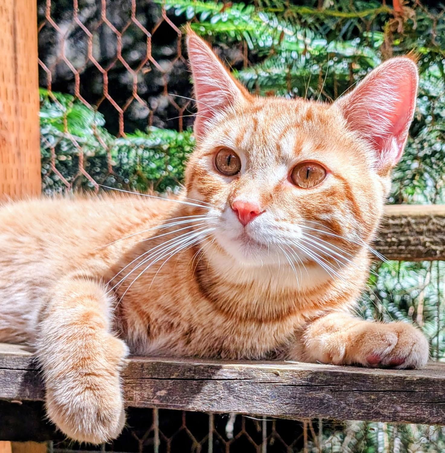 Philip & Phineas Very Lovable, a ADOPTABLE Tabby in Newport, WA image 5/6