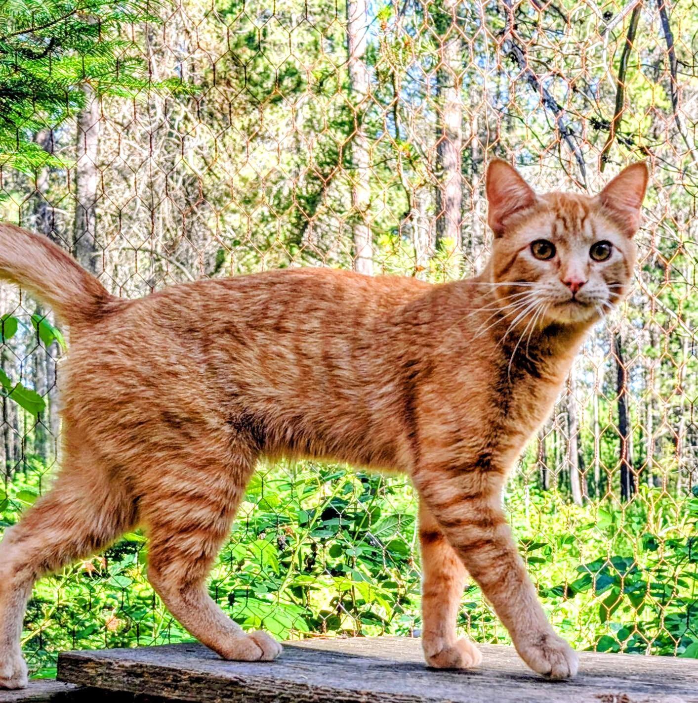 Philip & Phineas Very Lovable, a ADOPTABLE Tabby in Newport, WA image 4/6