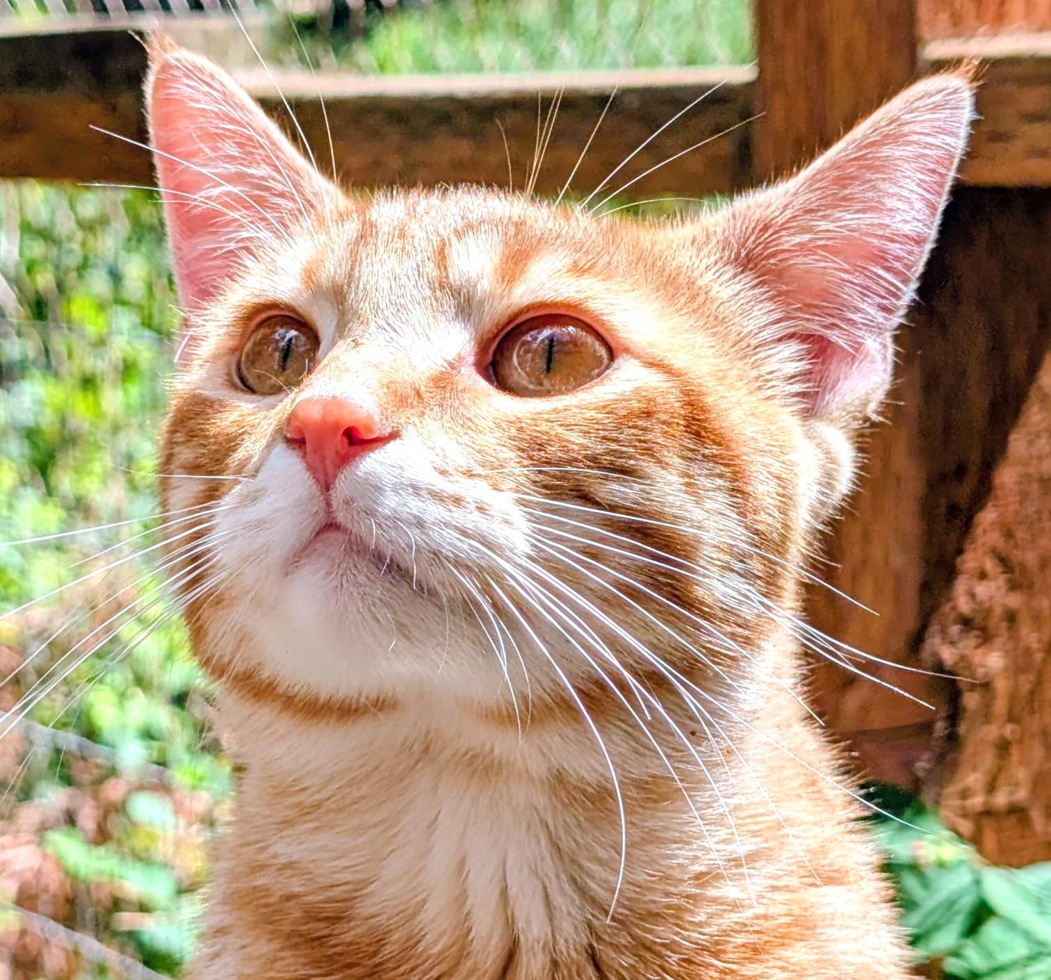Philip & Phineas Very Lovable, a ADOPTABLE Tabby in Newport, WA image 3/6
