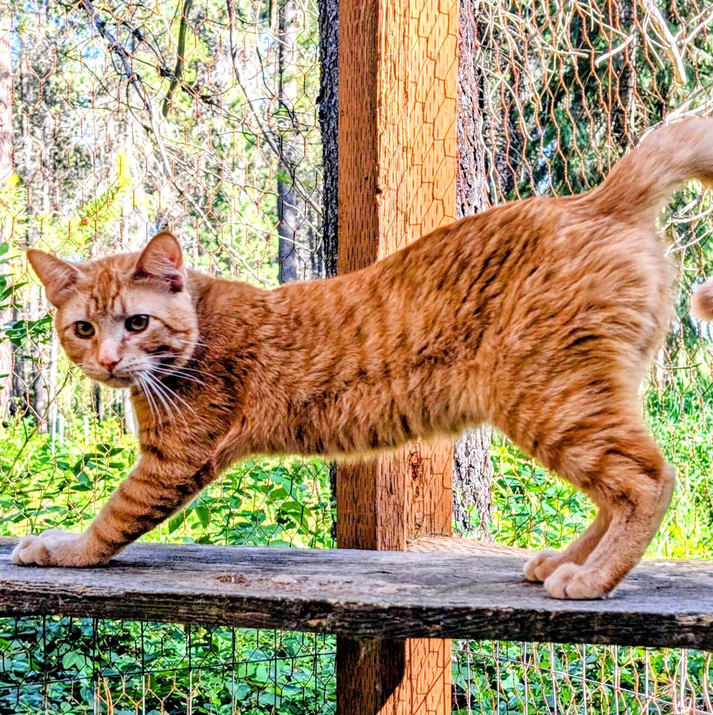 Philip & Phineas Very Lovable, a ADOPTABLE Tabby in Newport, WA image 6/6