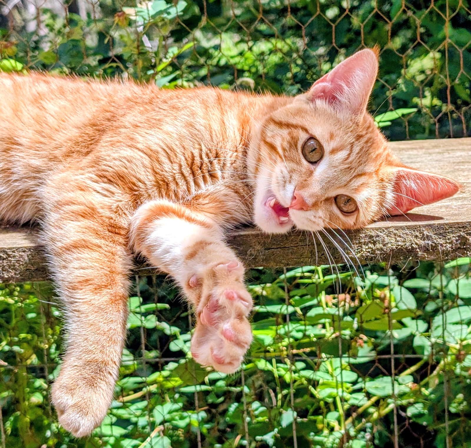 Philip & Phineas Very Lovable, a ADOPTABLE Tabby in Newport, WA image 1/6