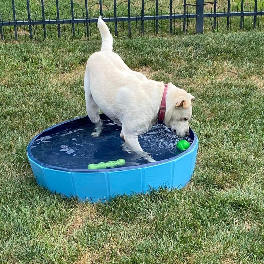 Enlarge Snow, a Adoptable mixed breed in Columbia, IL image 3/6