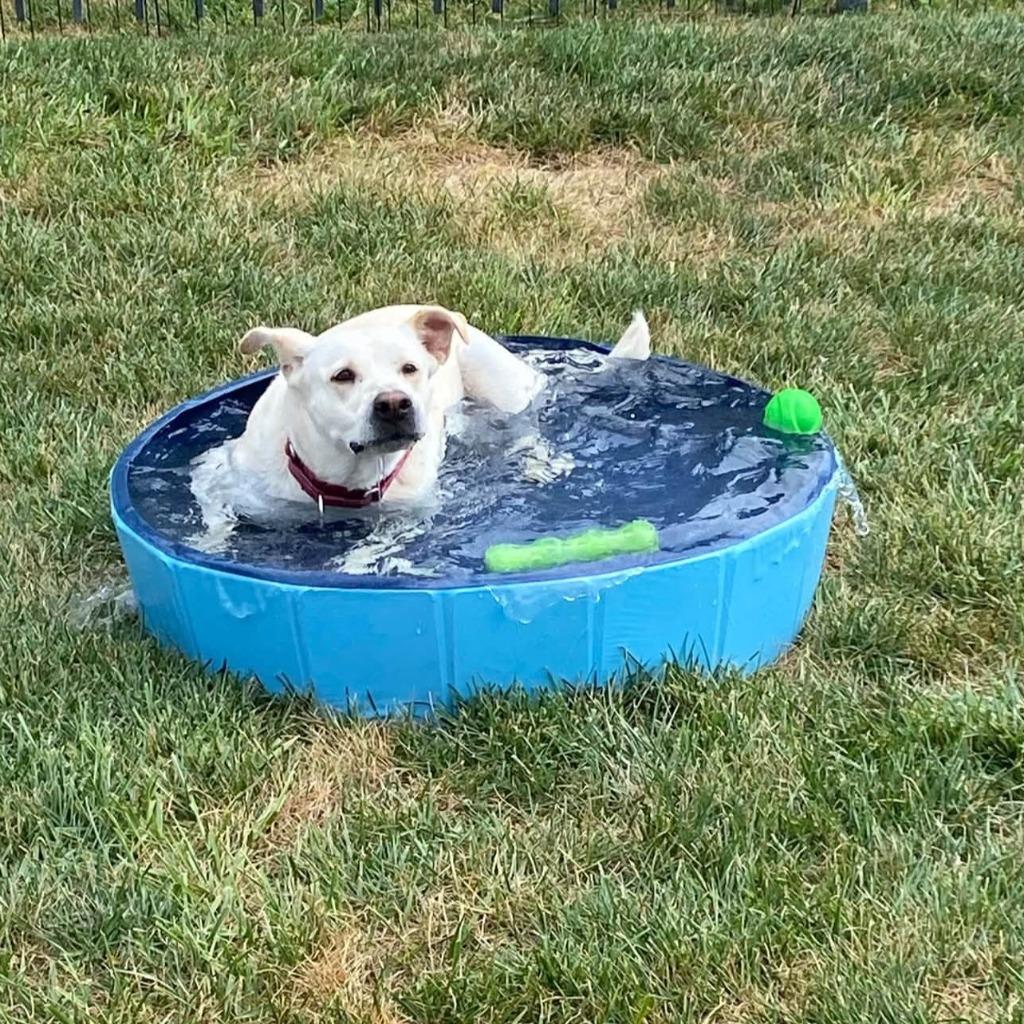 Enlarge Snow, a Adoptable mixed breed in Columbia, IL image 6/6