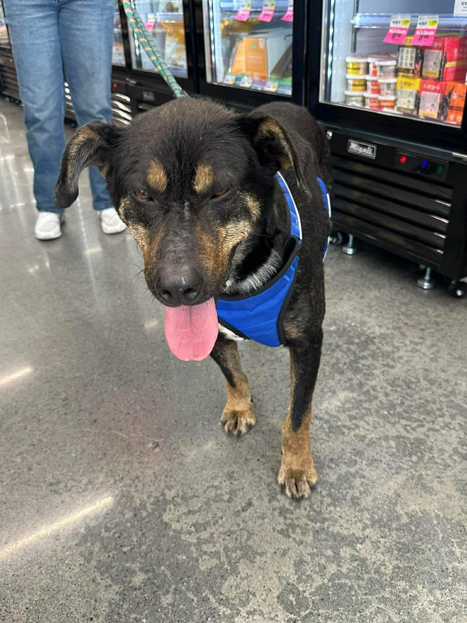 Dakota, Adoptable, Adult Male Shepherd & Retriever.