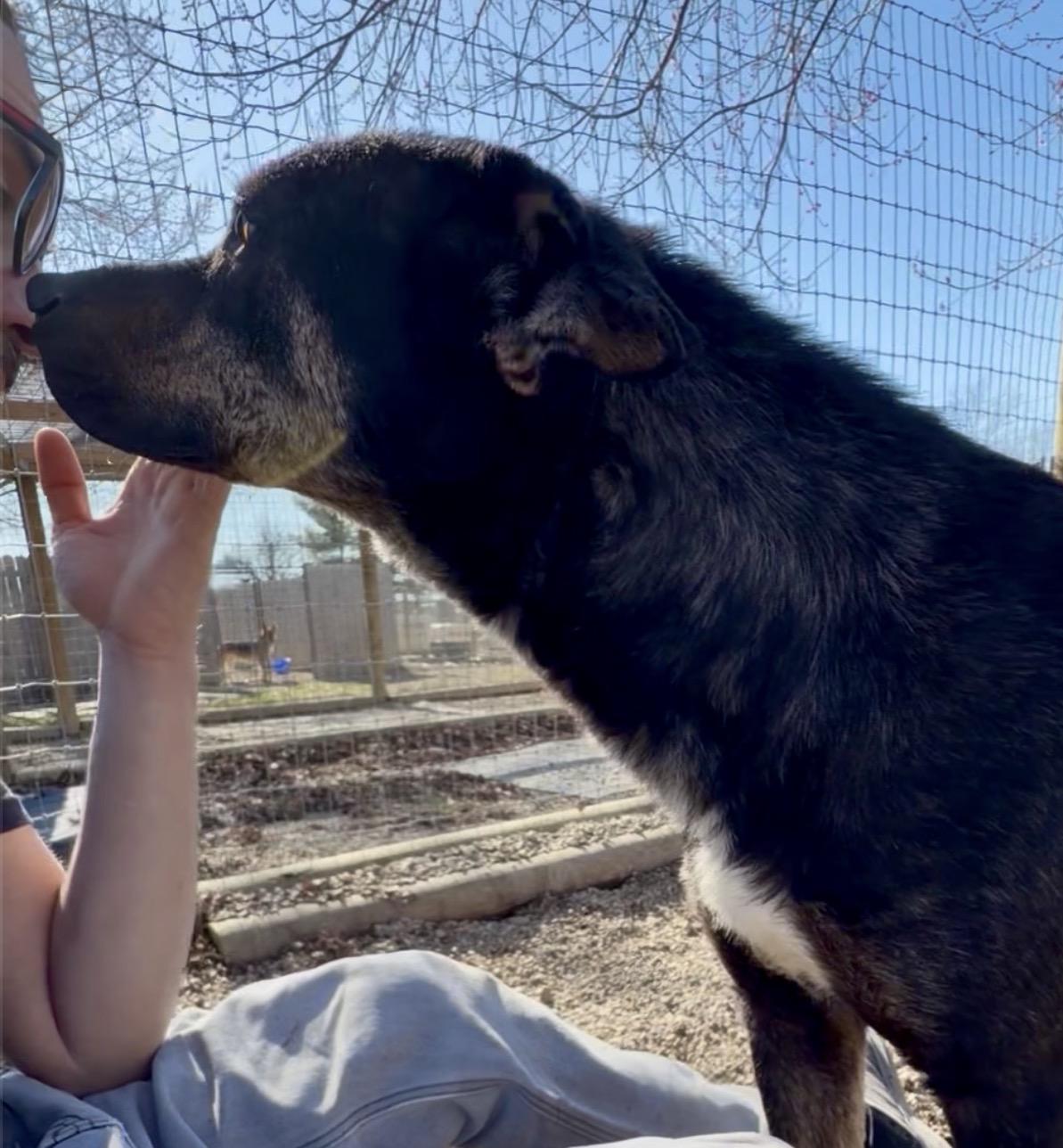 Dakota, Adoptable, Adult Male Shepherd & Retriever.