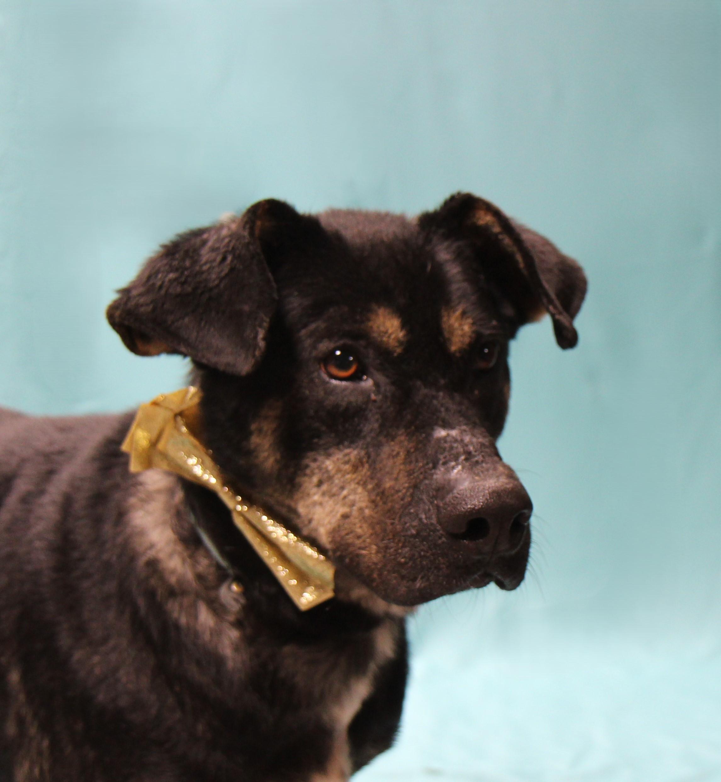Enlarge Dakota, a Adoptable mixed breed in Plain City, OH image 1/6
