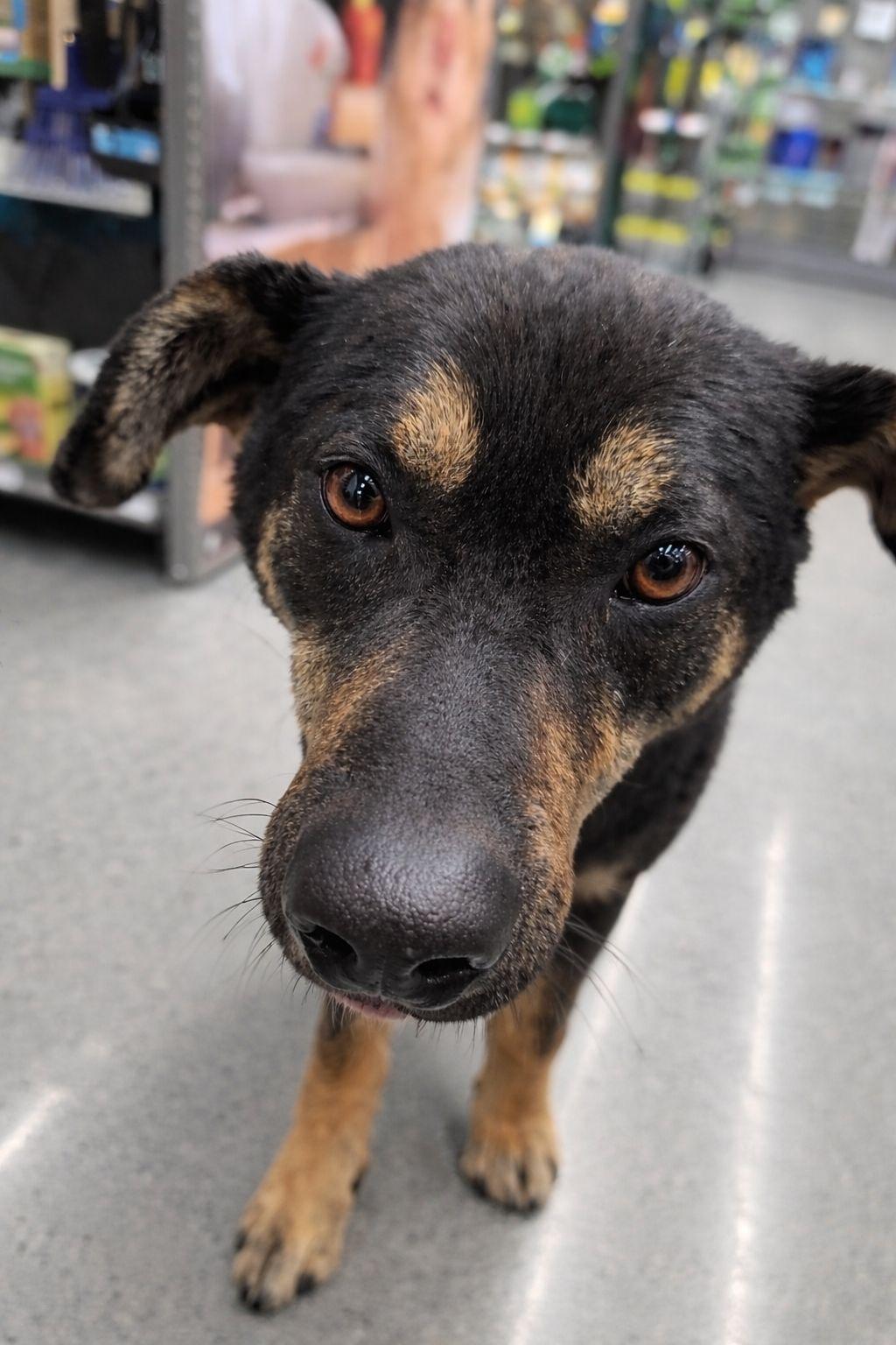 Enlarge Dakota, a Adoptable mixed breed in Plain City, OH image 2/5