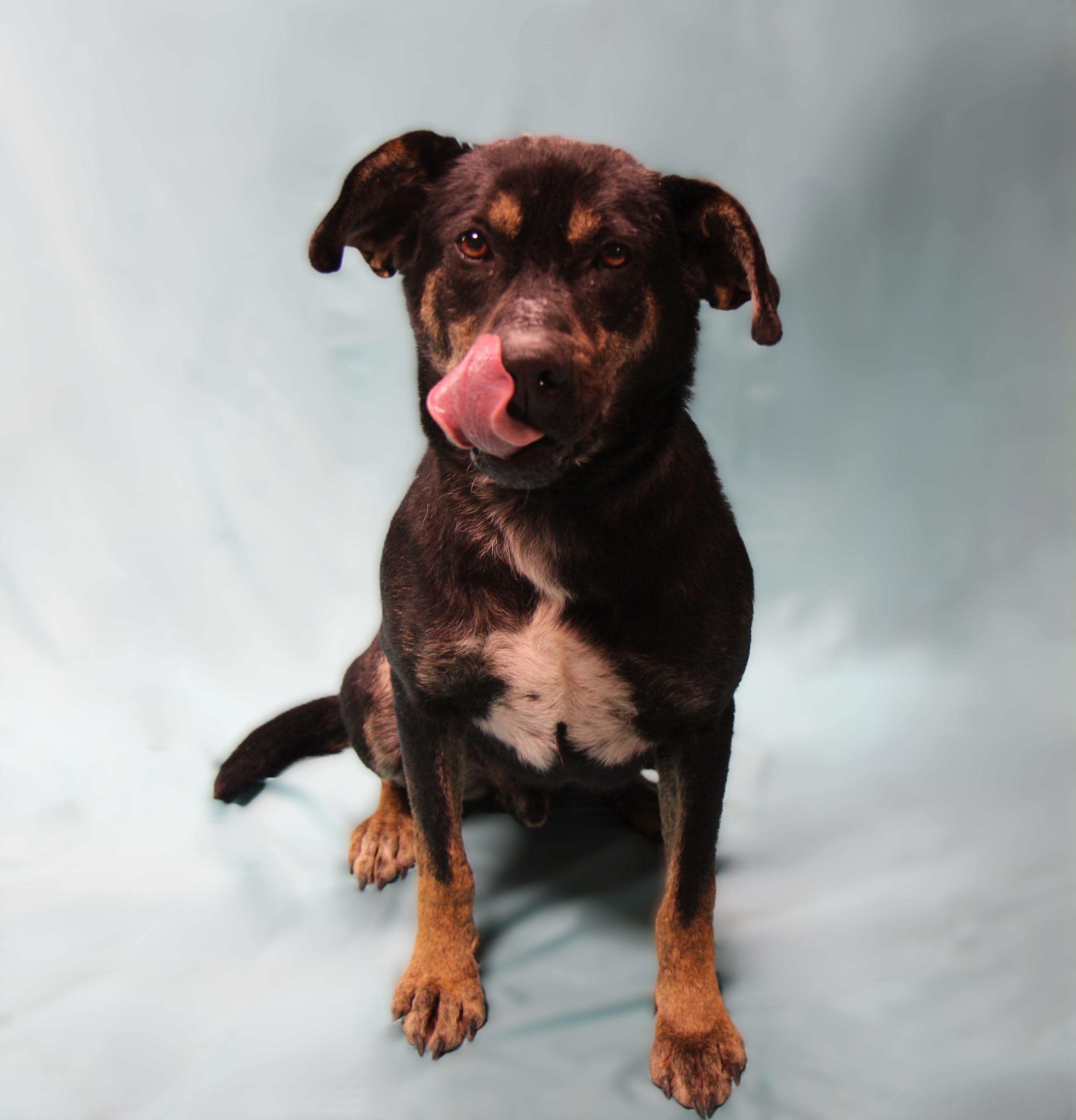 Dakota, Adoptable, Adult Male Shepherd & Retriever.