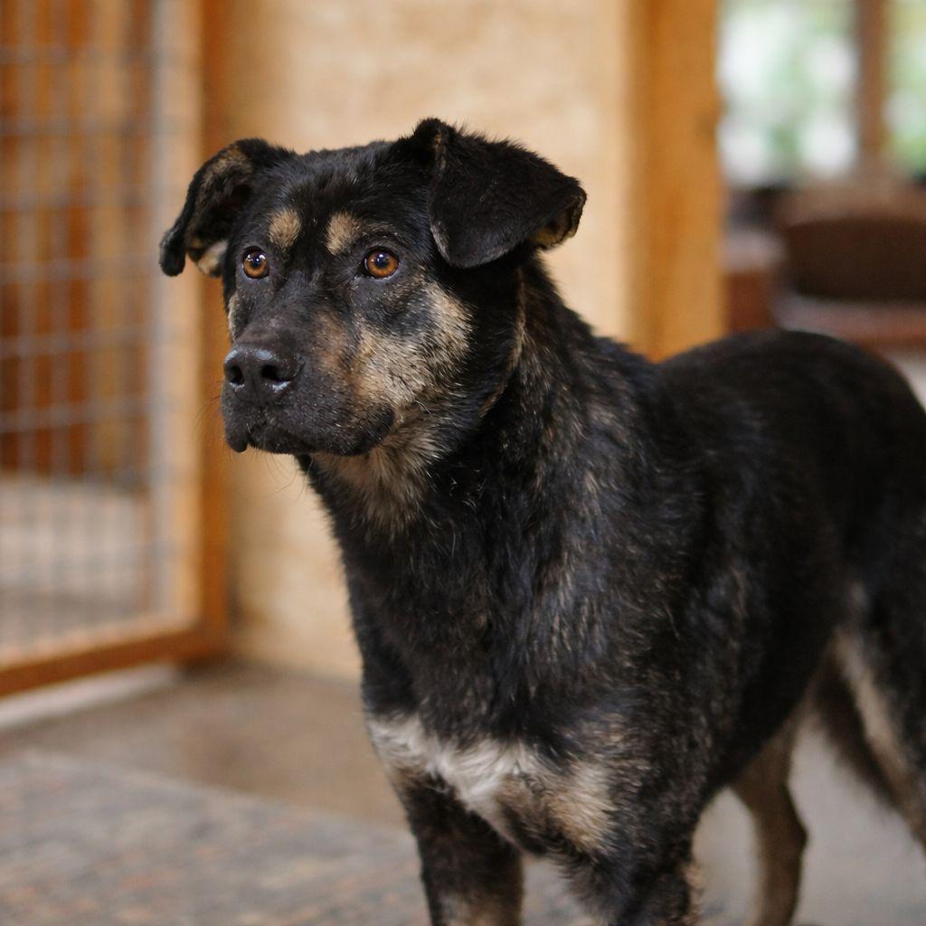 Enlarge Dakota, a Adoptable mixed breed in Plain City, OH image 4/5