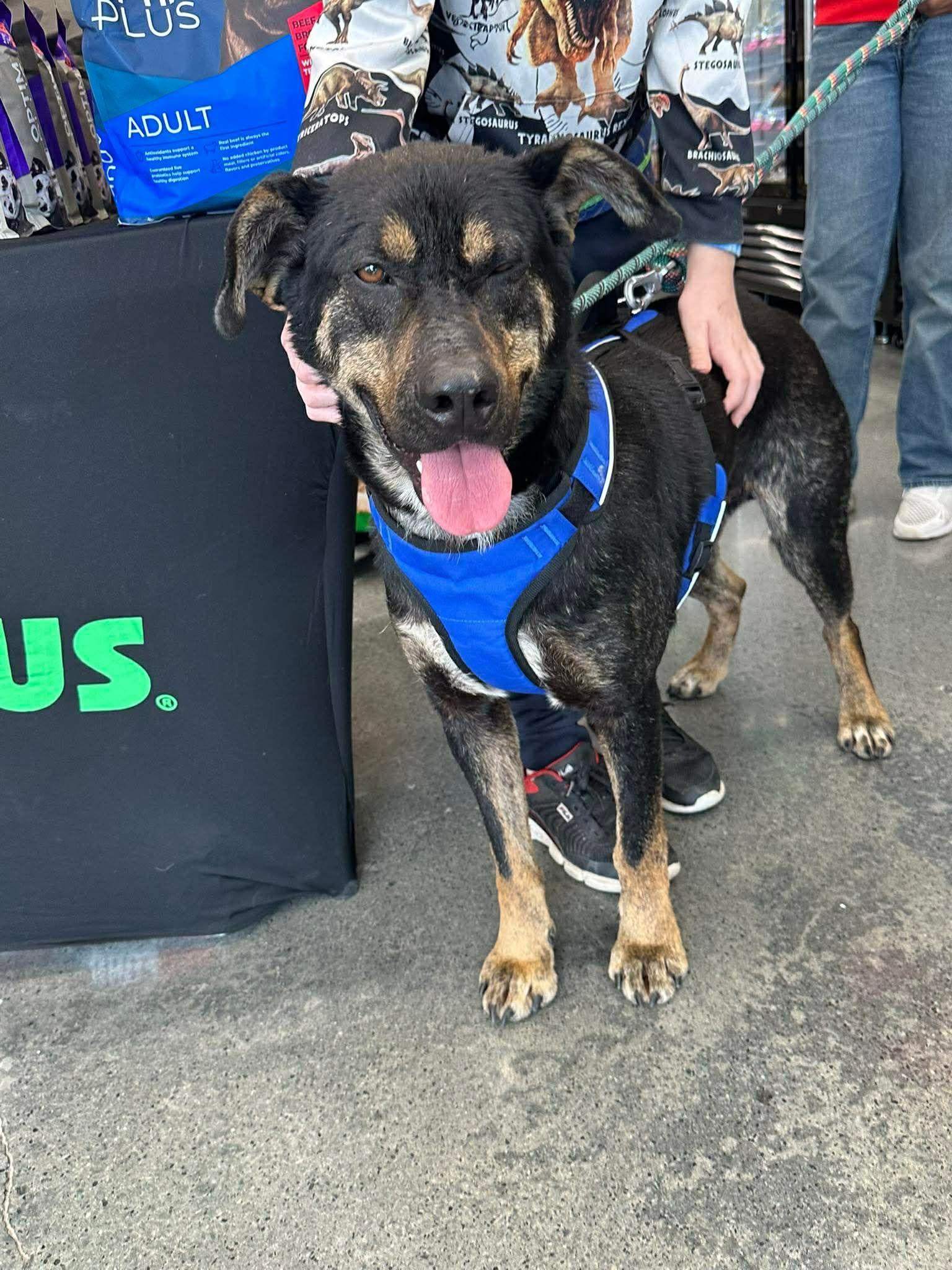 Enlarge Dakota, a Adoptable mixed breed in Plain City, OH image 3/5