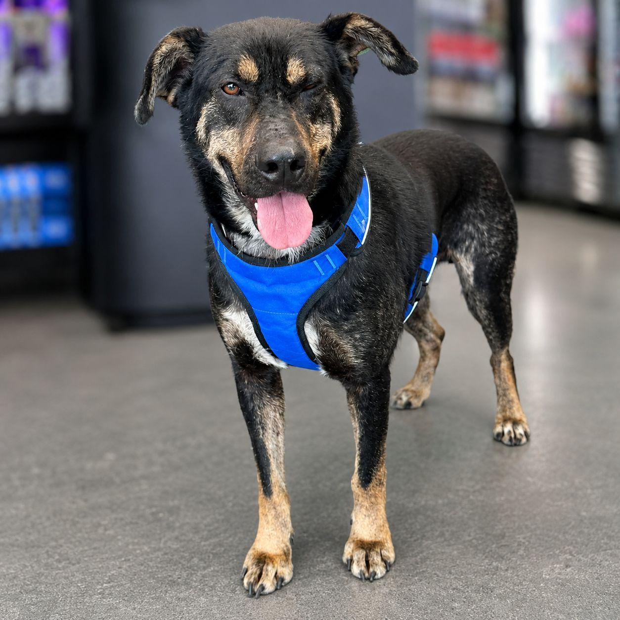 Dakota, a Adoptable mixed breed in Plain City, OH image 2/5