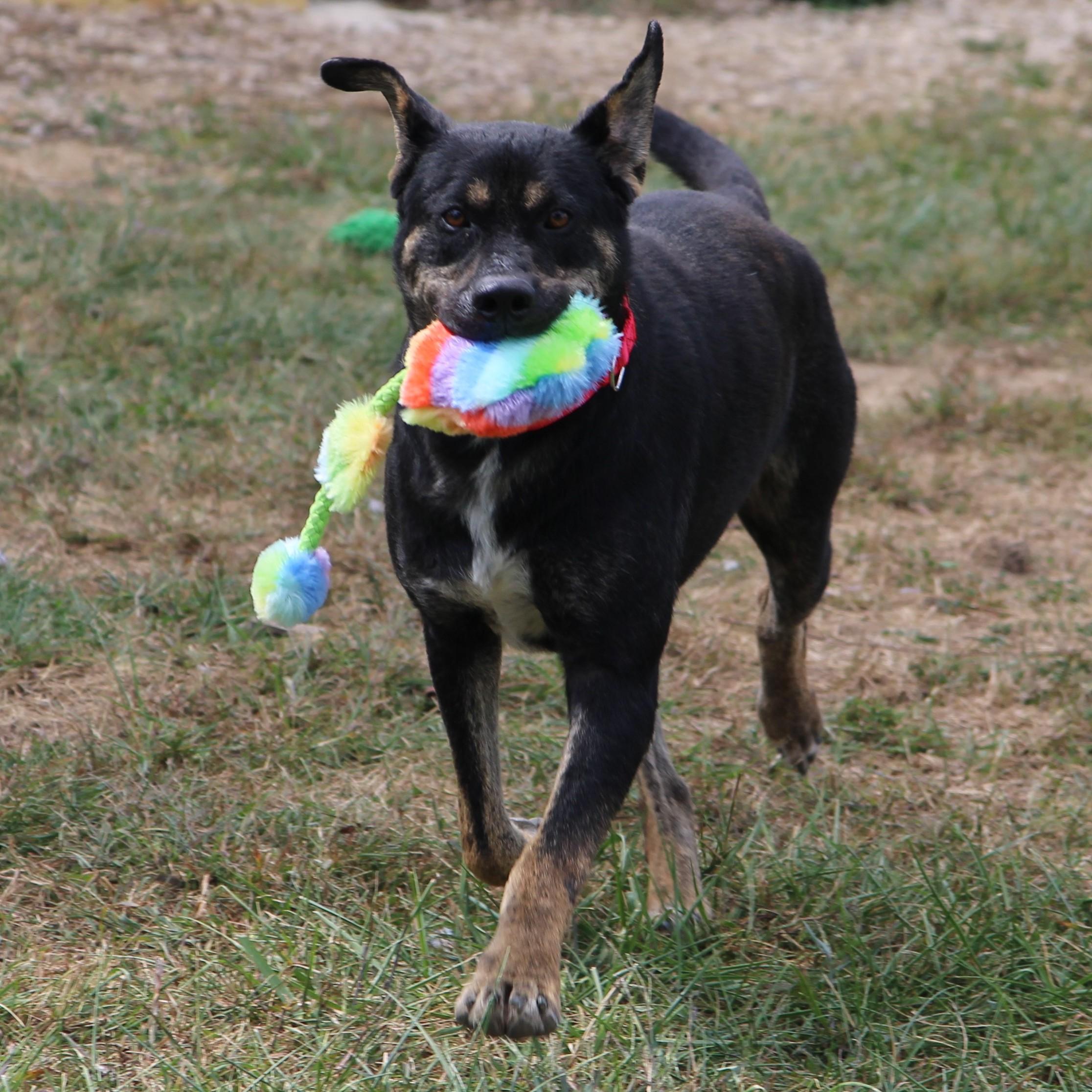 Enlarge Dakota, a Adoptable mixed breed in Plain City, OH image 2/6