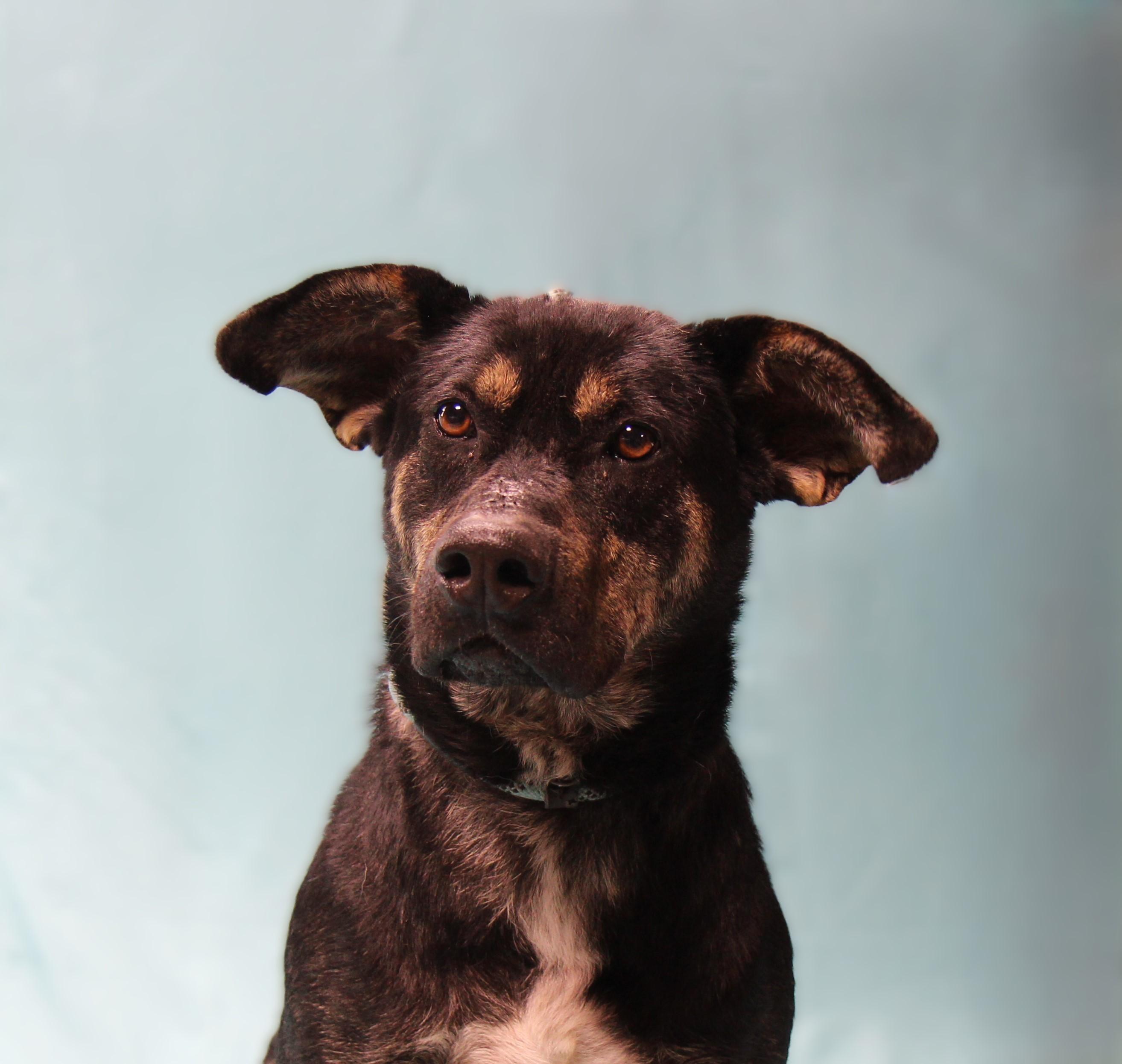 Enlarge Dakota, a Adoptable mixed breed in Plain City, OH image 2/6