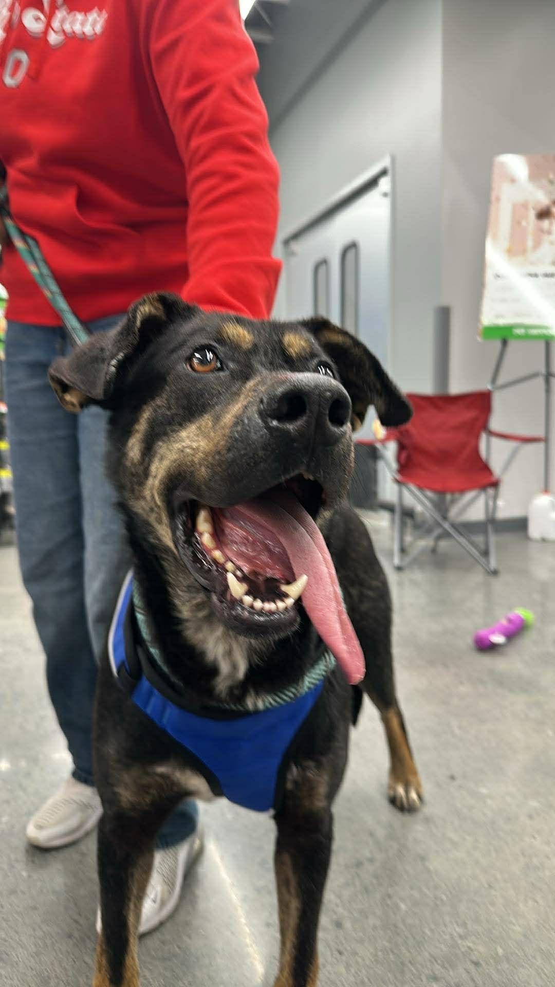 Enlarge Dakota, a Adoptable mixed breed in Plain City, OH image 5/5