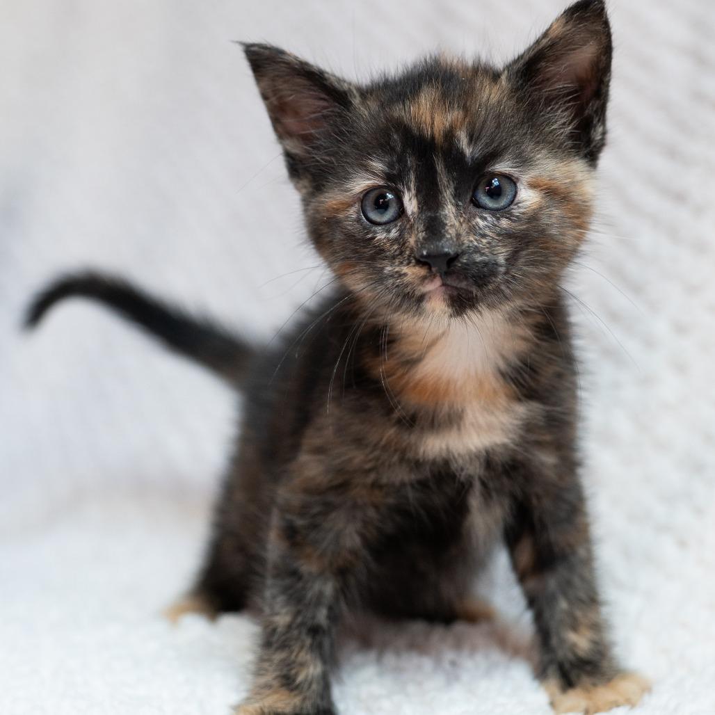 Enlarge Peony, a Adoptable Domestic Short Hair in Fulton, MO image 1/1