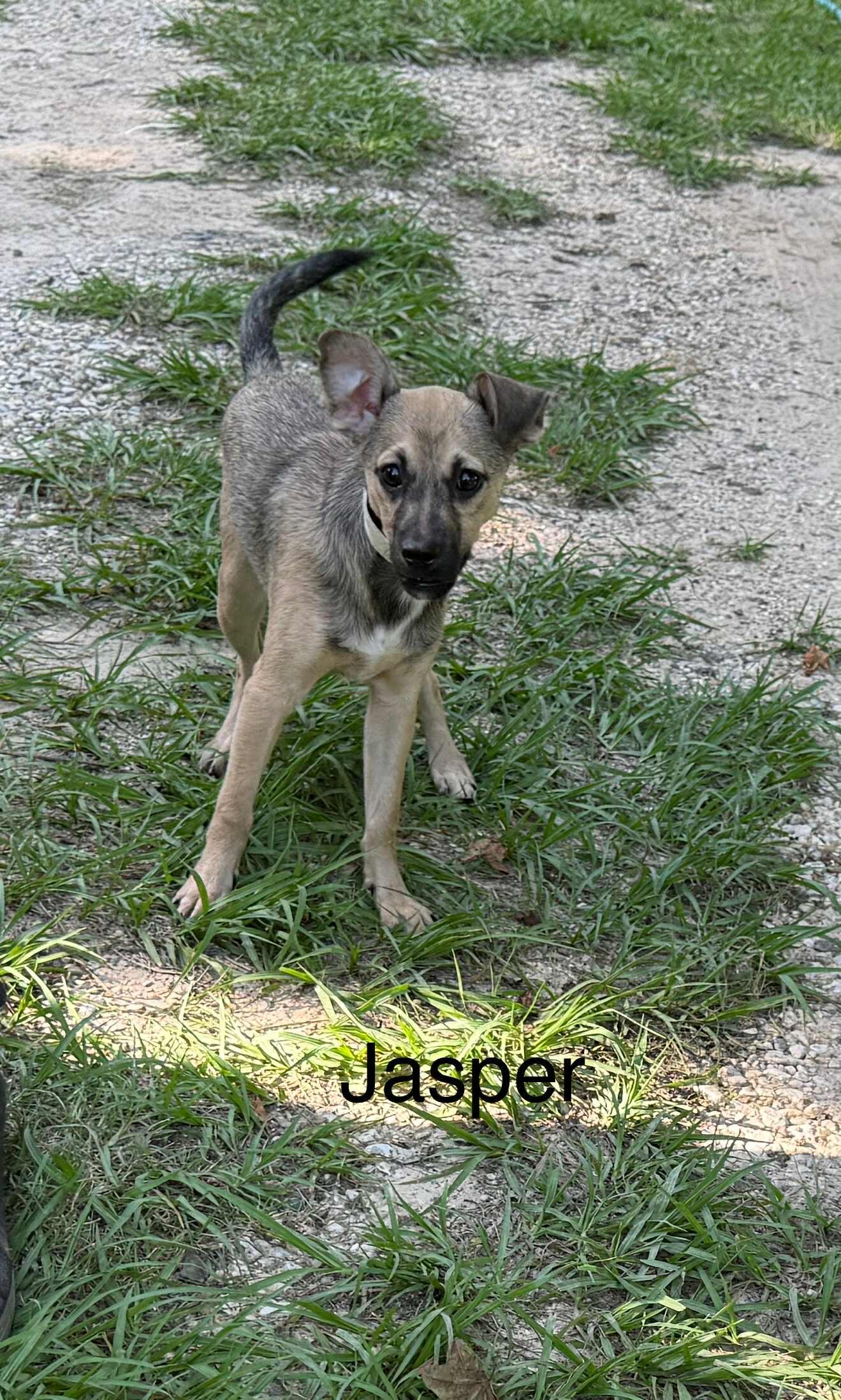 Jasper, Baby Male Terrier
