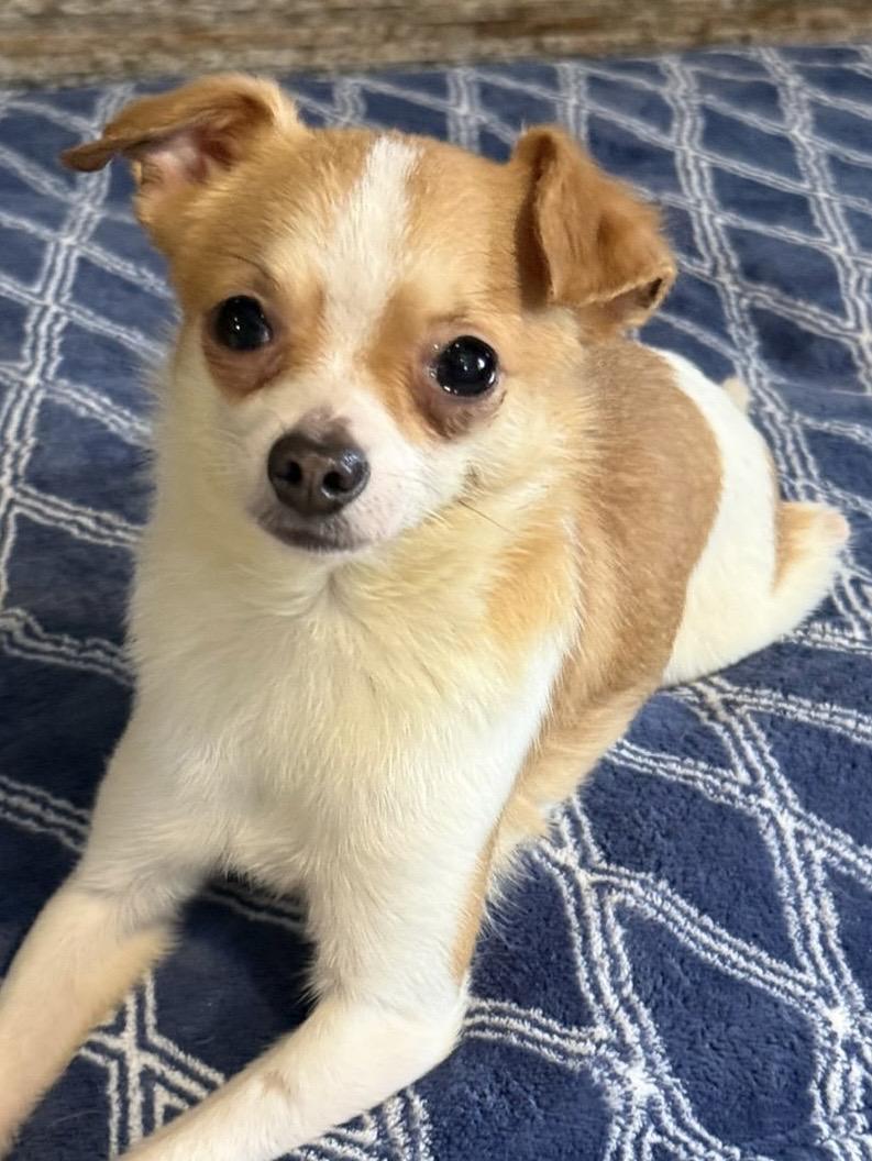 Lilliana, ADOPTABLE, Adult Female Chihuahua.