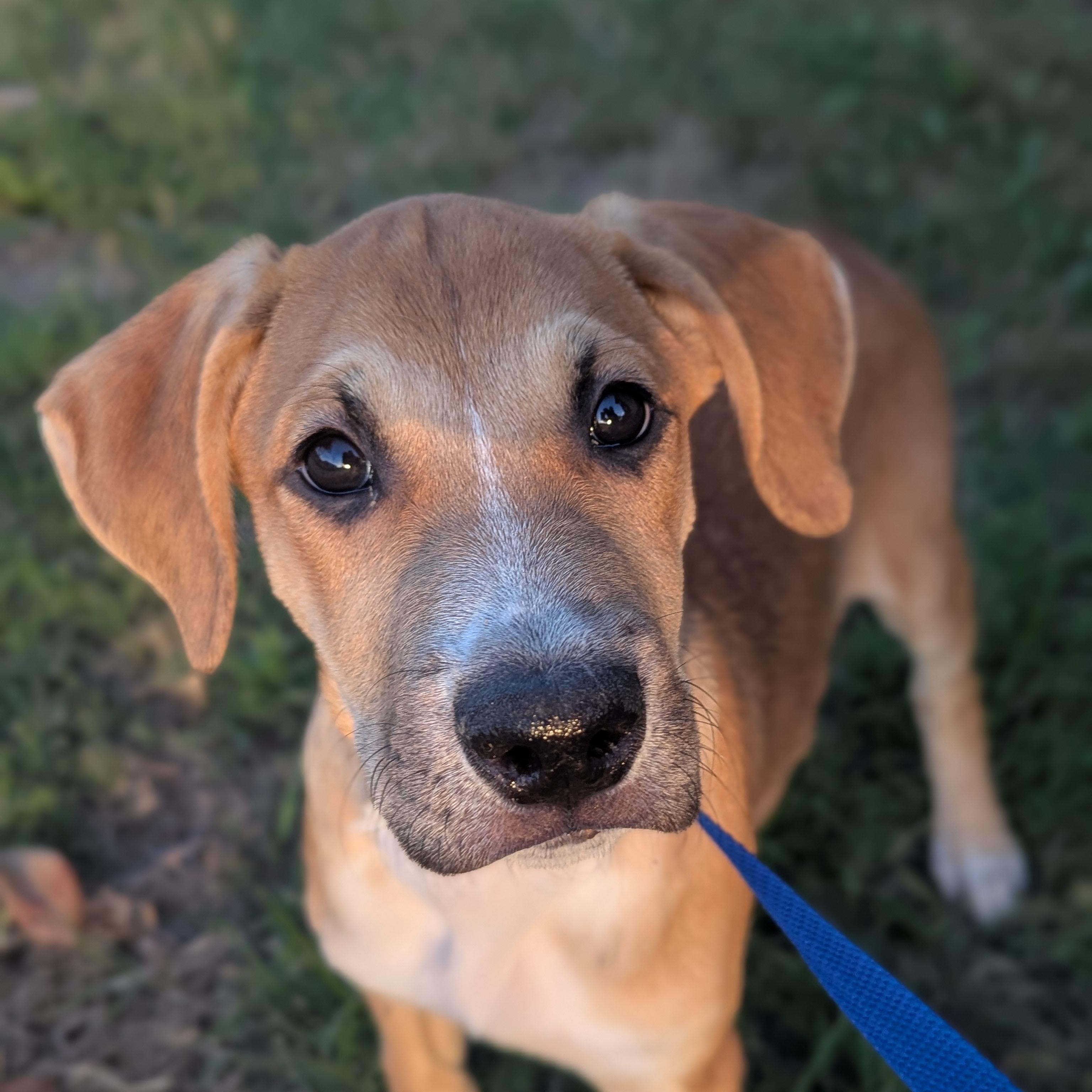 Peso Pluma, a Adoptable Mixed Breed in Seattle, WA image 1/6