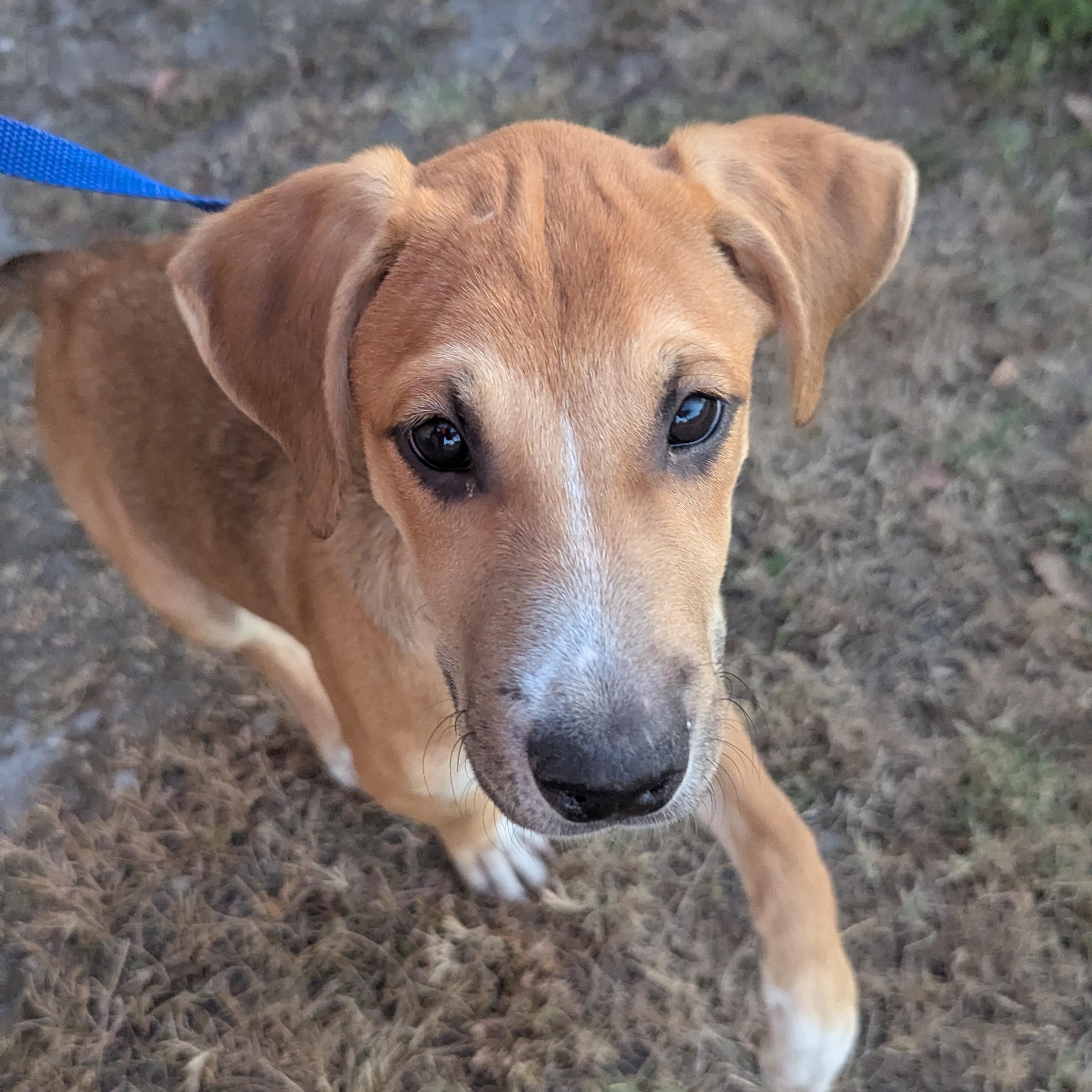 Peso Pluma, a Adoptable Mixed Breed in Seattle, WA image 2/6