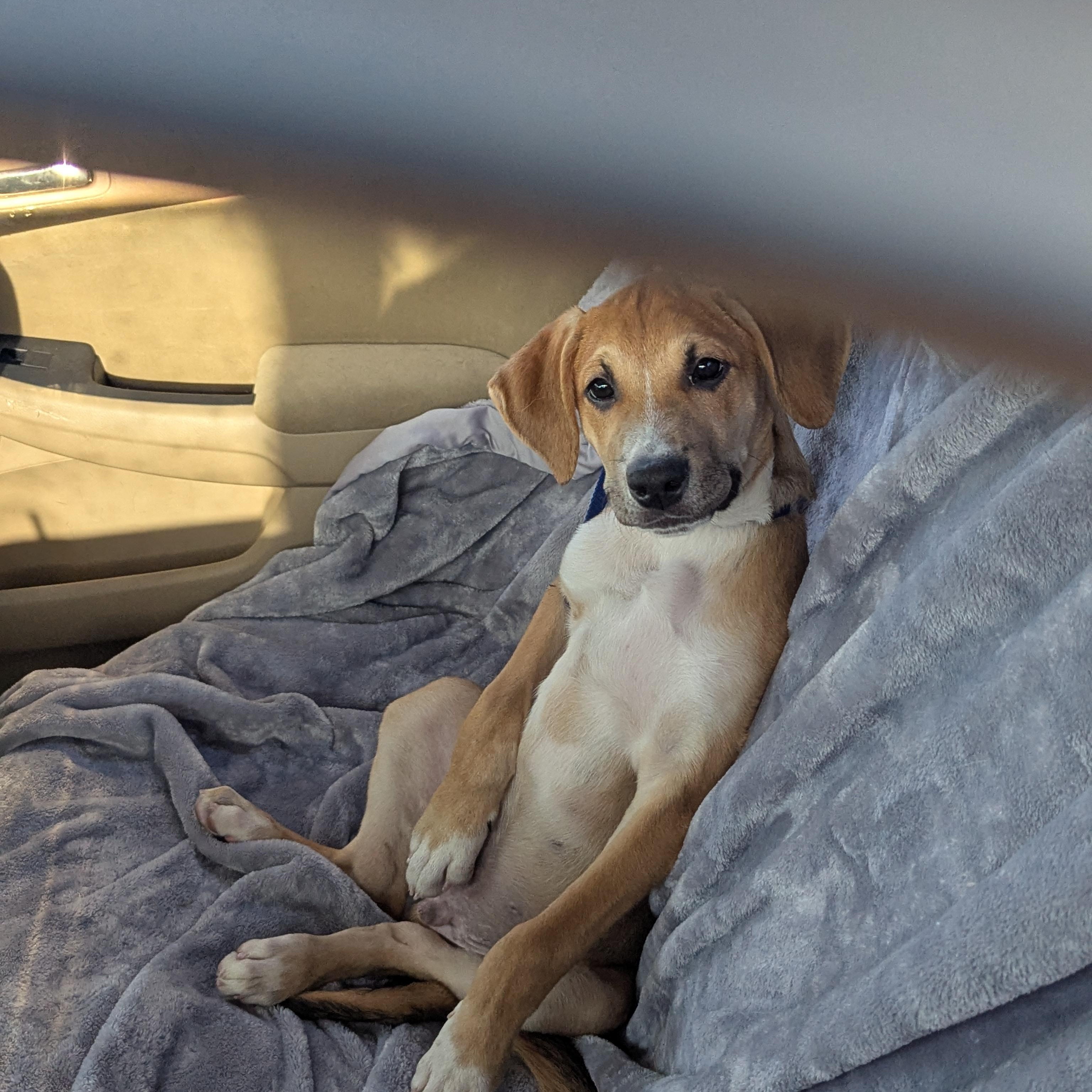 Peso Pluma, a Adoptable Mixed Breed in Seattle, WA image 4/6
