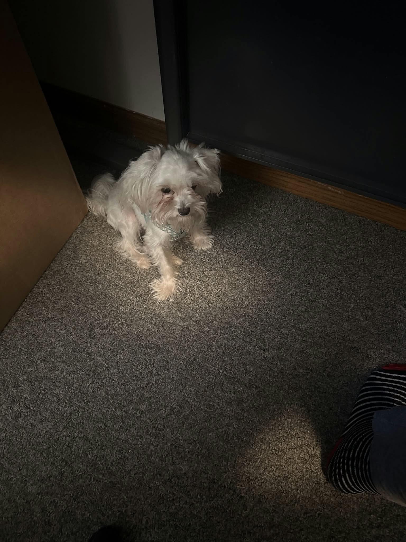 Little Lady photo