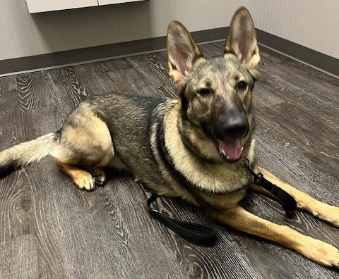 Storm, Adopted, Young Female German Shepherd Dog.