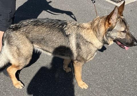 Storm, a Adopted German Shepherd Dog in Inverness, FL image 3/5
