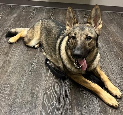 Storm, a Adopted German Shepherd Dog in Inverness, FL image 4/5