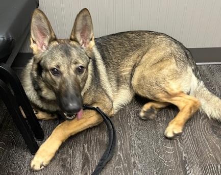 Storm, a Adopted German Shepherd Dog in Inverness, FL image 5/5