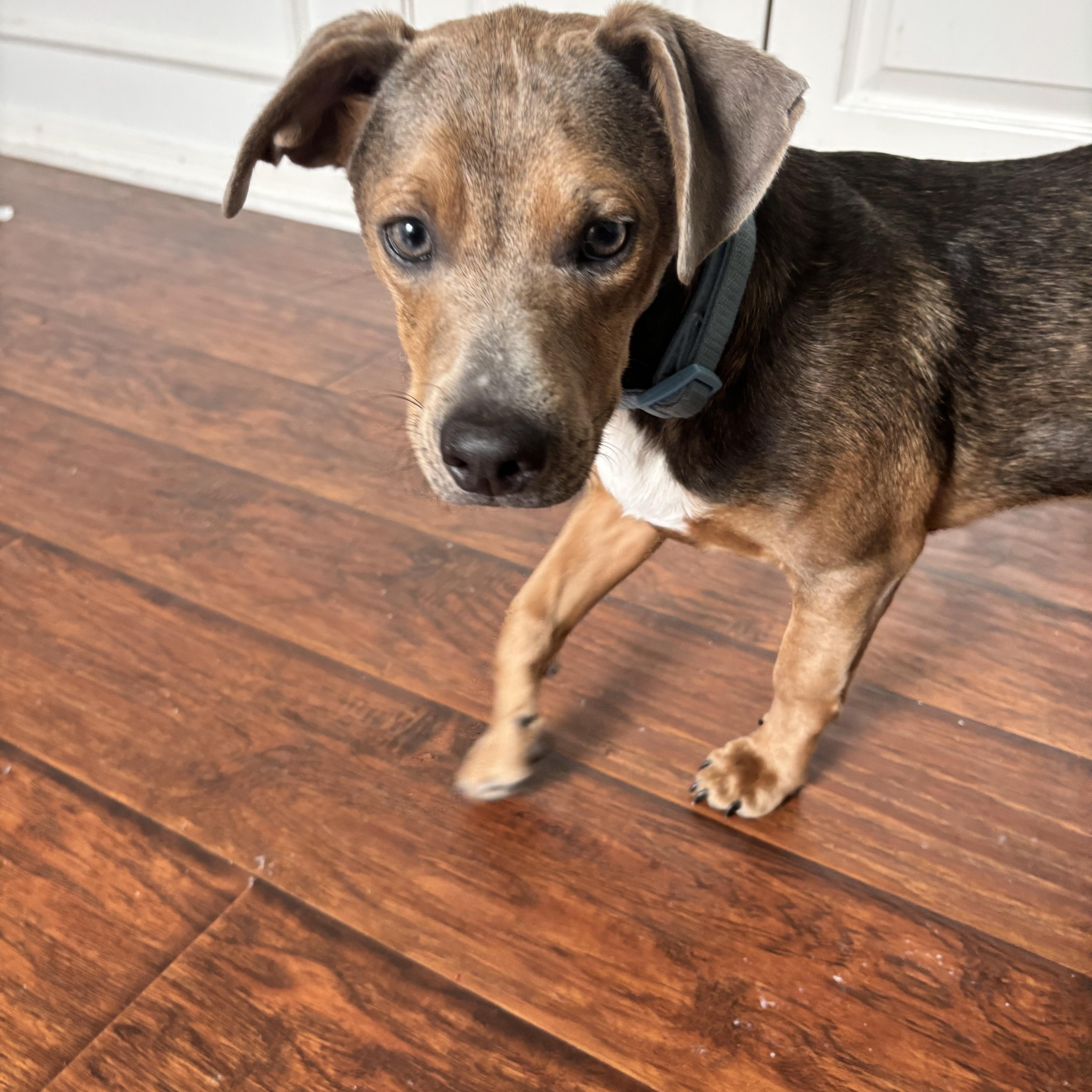 Enlarge Theodore (Jackson), a Adoptable mixed breed in Burlington , VT image 3/6
