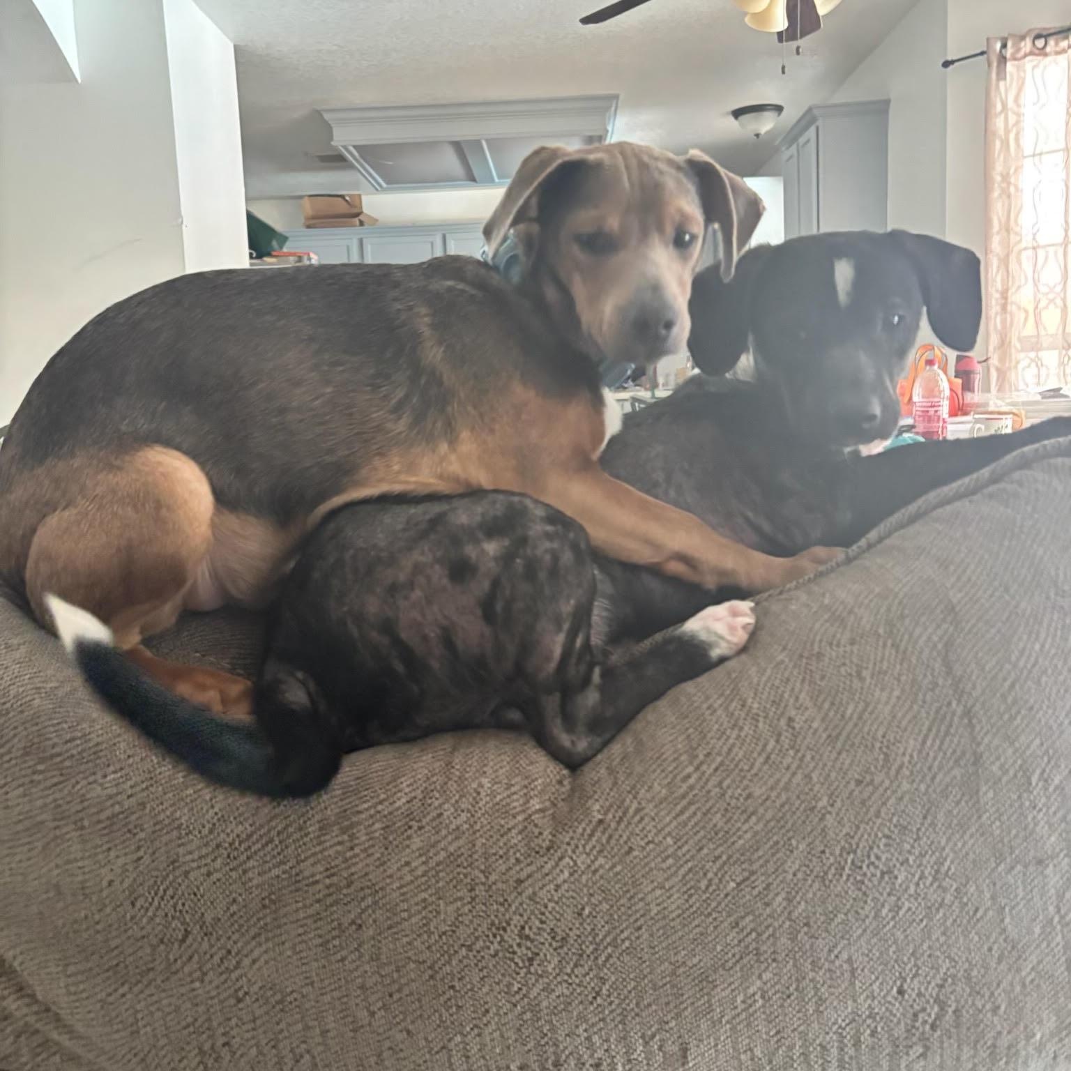 Enlarge Theodore (Jackson), a Adoptable mixed breed in Burlington , VT image 5/6