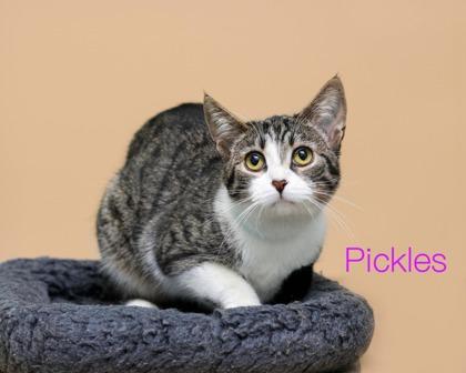 Pickles, Adoptable, Adult Female Domestic Short Hair & Domestic Short Hair.