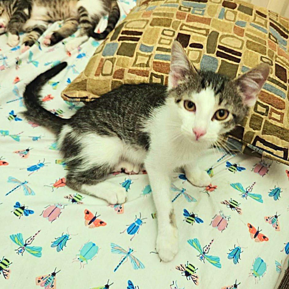 Brix, a ADOPTABLE mixed breed in Lisle, IL image 2/6