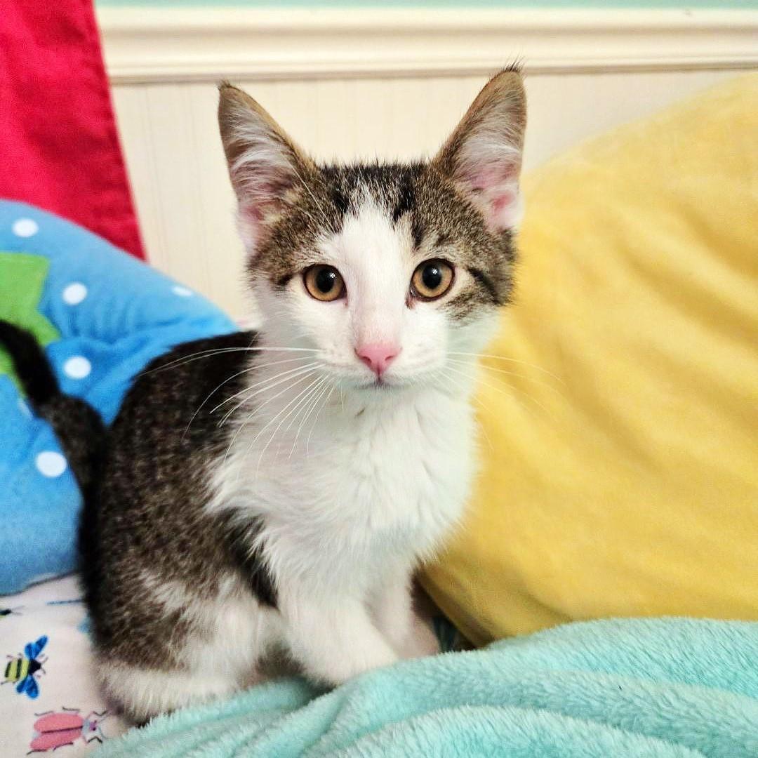 Brix, a ADOPTABLE mixed breed in Lisle, IL image 1/6