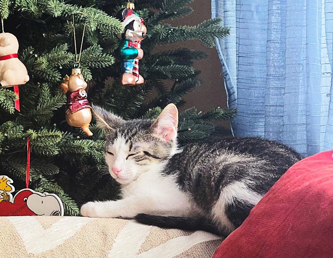 Brix, a ADOPTABLE mixed breed in Lisle, IL image 6/6