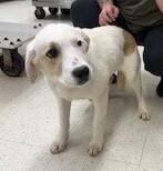 Enlarge Cameo, a Adoptable mixed breed in Dawson, GA image 1/2