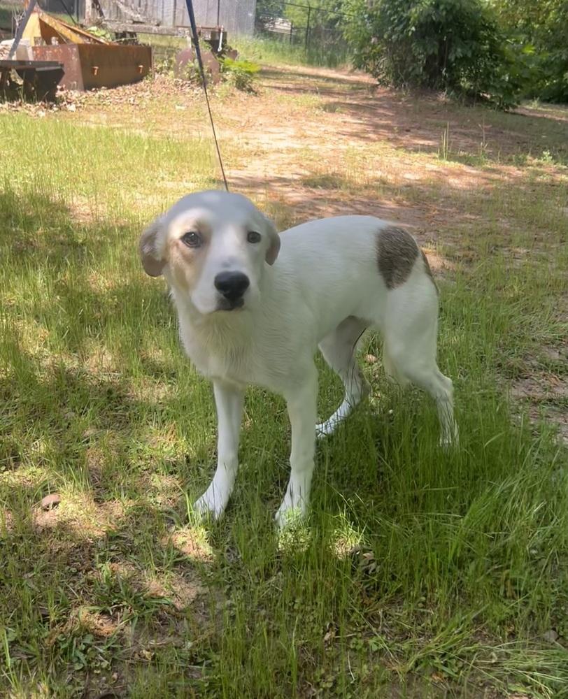 Enlarge Cameo, a Adoptable mixed breed in Dawson, GA image 2/6