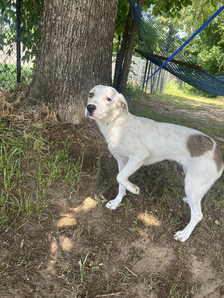 Enlarge Cameo, a Adoptable mixed breed in Dawson, GA image 3/6