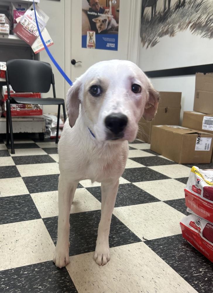 Enlarge Cameo, a Adoptable mixed breed in Dawson, GA image 4/6