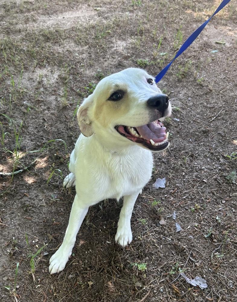 Enlarge Cameo, a Adoptable mixed breed in Dawson, GA image 5/6